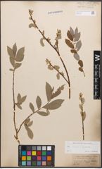 Foto von Salix caprea L. x Salix purpurea L.